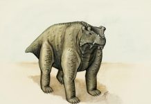 Paleontologists find oldest animal to walk on four legs in Niger Paleontologists find oldest animal to walk on four legs in Niger