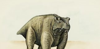 Paleontologists find oldest animal to walk on four legs in Niger Paleontologists find oldest animal to walk on four legs in Niger