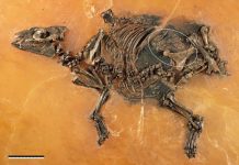 Paleontologists find oldest placenta ever known Paleontologists find oldest placenta ever known