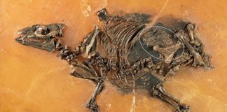 Paleontologists find oldest placenta ever known Paleontologists find oldest placenta ever known