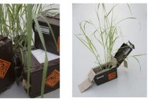 Plant mutation discovered specific to TNT Plant mutation discovered specific to TNT