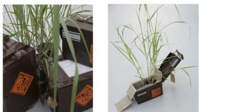 Plant mutation discovered specific to TNT Plant mutation discovered specific to TNT