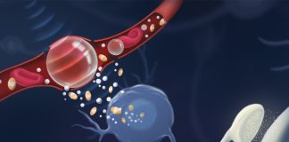 Researchers report first successful use of sound to control brain cells Researchers report first successful use of sound to control brain cells