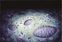 Study shows rangeomorphs were reproducing 565 million years ago Study shows rangeomorphs were reproducing 565 million years ago