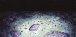 Study shows rangeomorphs were reproducing 565 million years ago Study shows rangeomorphs were reproducing 565 million years ago