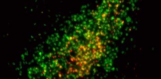 Study suggests women’s sharing behavior is tied to estrogen levels Study suggests women’s sharing behavior is tied to estrogen levels