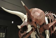 Triceratops evolution revealed in Montana fossils Triceratops evolution revealed in Montana fossils