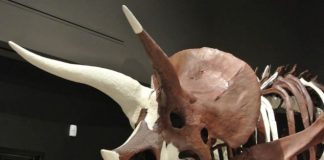 Triceratops evolution revealed in Montana fossils Triceratops evolution revealed in Montana fossils