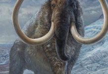 Tusk study shows man killed off mammoths in Siberia Tusk study shows man killed off mammoths in Siberia