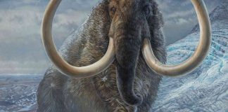 Tusk study shows man killed off mammoths in Siberia Tusk study shows man killed off mammoths in Siberia
