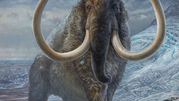 Tusk study shows man killed off mammoths in Siberia