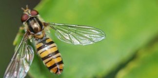 Wasp venom proven to kill cancer cells but not normal cells Wasp venom proven to kill cancer cells but not normal cells