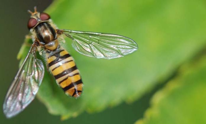 Wasp venom proven to kill cancer cells but not normal cells