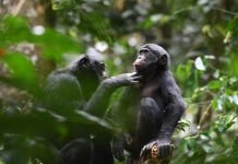 Altruism in the Wild: How Bonobos Demonstrate Cooperation Beyond Their Social Circles Altruism in the Wild: How Bonobos Demonstrate Cooperation Beyond Their Social Circles