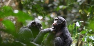 Altruism in the Wild: How Bonobos Demonstrate Cooperation Beyond Their Social Circles Altruism in the Wild: How Bonobos Demonstrate Cooperation Beyond Their Social Circles