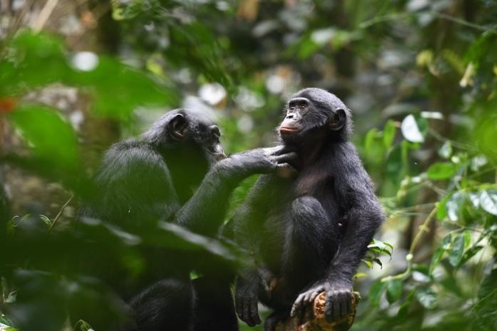 Altruism in the Wild: How Bonobos Demonstrate Cooperation Beyond Their Social Circles