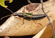 Beetle Species Boasts Bottle-Opener Shaped Genitalia Beetle Species Boasts Bottle-Opener Shaped Genitalia