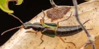 Beetle Species Boasts Bottle-Opener Shaped Genitalia Beetle Species Boasts Bottle-Opener Shaped Genitalia