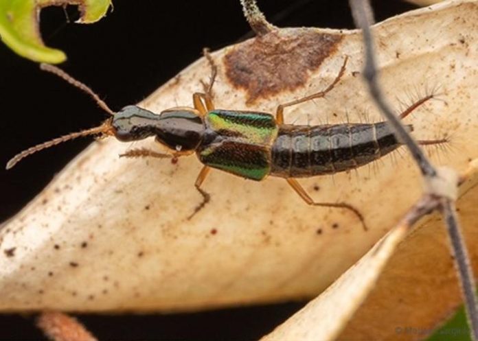 Beetle Species Boasts Bottle-Opener Shaped Genitalia
