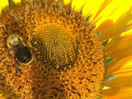 Diesel exhaust hampers Honeybees ability to forage for flowers