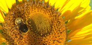 Diesel exhaust hampers Honeybees ability to forage for flowers Diesel exhaust hampers Honeybees ability to forage for flowers