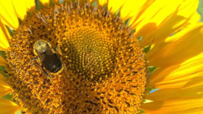 Diesel exhaust hampers Honeybees ability to forage for flowers