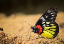 Harnessing the Power of Social Media for Biodiversity Protection Harnessing the Power of Social Media for Biodiversity Protection