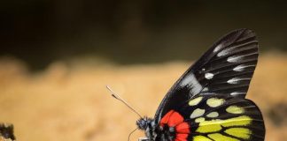 Harnessing the Power of Social Media for Biodiversity Protection Harnessing the Power of Social Media for Biodiversity Protection