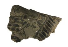 How Prehistoric Plants Pulled Nitrogen from the Air Survived Dinosaur Extinction How Prehistoric Plants Pulled Nitrogen from the Air Survived Dinosaur Extinction