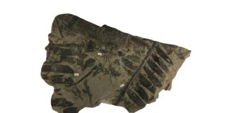 How Prehistoric Plants Pulled Nitrogen from the Air Survived Dinosaur Extinction How Prehistoric Plants Pulled Nitrogen from the Air Survived Dinosaur Extinction