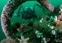 How Shipwrecks Become Safe Havens for Marine Life, Revealed in New Research How Shipwrecks Become Safe Havens for Marine Life, Revealed in New Research