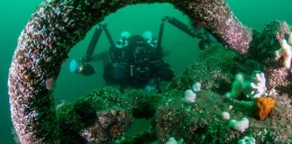 How Shipwrecks Become Safe Havens for Marine Life, Revealed in New Research How Shipwrecks Become Safe Havens for Marine Life, Revealed in New Research