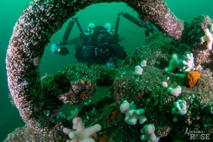 How Shipwrecks Become Safe Havens for Marine Life, Revealed in New Research