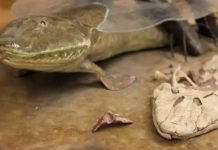 New fish fossil reveals unknown mechanism of spinal elongation New fish fossil reveals unknown mechanism of spinal elongation