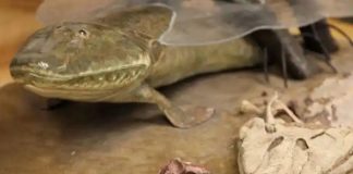 New fish fossil reveals unknown mechanism of spinal elongation New fish fossil reveals unknown mechanism of spinal elongation