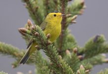 Ornithological Society’s Decision: Renaming Dozens of Birds, Abandoning Human Names Ornithological Society's Decision: Renaming Dozens of Birds, Abandoning Human Names