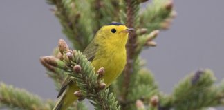 Ornithological Society’s Decision: Renaming Dozens of Birds, Abandoning Human Names Ornithological Society's Decision: Renaming Dozens of Birds, Abandoning Human Names