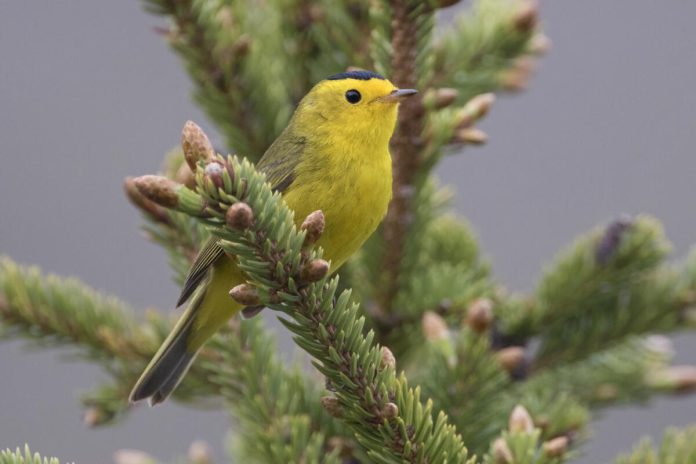 Ornithological Society's Decision: Renaming Dozens of Birds, Abandoning Human Names