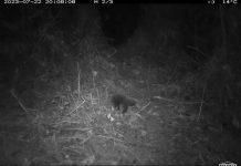 Rediscovery of the Bizarre Egg-Laying Mammal After 60 Years Rediscovery of the Bizarre Egg-Laying Mammal After 60 Years