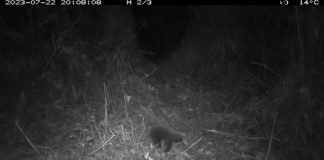 Rediscovery of the Bizarre Egg-Laying Mammal After 60 Years Rediscovery of the Bizarre Egg-Laying Mammal After 60 Years