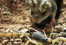 Scorpion venom acts as a pain killer in grasshopper mice Scorpion venom acts as a pain killer in grasshopper mice