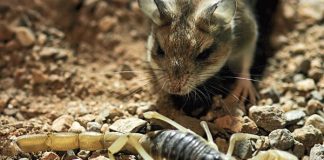 Scorpion venom acts as a pain killer in grasshopper mice Scorpion venom acts as a pain killer in grasshopper mice