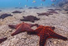 Starfishes Revealed to Be ‘One Big Head’ by Scientists Starfishes Revealed to Be 'One Big Head' by Scientists