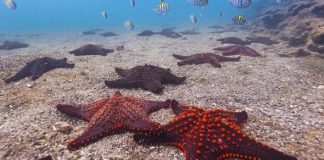 Starfishes Revealed to Be ‘One Big Head’ by Scientists Starfishes Revealed to Be 'One Big Head' by Scientists