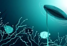 The Hidden Powerhouse: Reassessing the Crucial Functions of Our Cerebellar Nuclei The Hidden Powerhouse: Reassessing the Crucial Functions of Our Cerebellar Nuclei