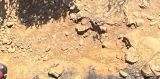 Tragic Discovery: Missing Hiker Found Dead with Dog Alive Beside Him After Seven Weeks Tragic Discovery: Missing Hiker Found Dead with Dog Alive Beside Him After Seven Weeks