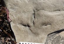 Unveiling the Enigmatic Presence of Birds at the South Pole During the Early Cretaceous Unveiling the Enigmatic Presence of Birds at the South Pole During the Early Cretaceous