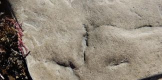 Unveiling the Enigmatic Presence of Birds at the South Pole During the Early Cretaceous Unveiling the Enigmatic Presence of Birds at the South Pole During the Early Cretaceous