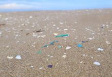 Unveiling the Widespread Microplastic Menace in River Mouth Ecosystems Unveiling the Widespread Microplastic Menace in River Mouth Ecosystems