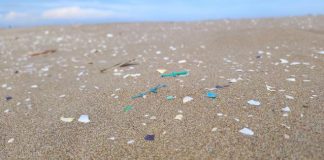Unveiling the Widespread Microplastic Menace in River Mouth Ecosystems Unveiling the Widespread Microplastic Menace in River Mouth Ecosystems
